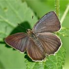 Blauer Eichenzipfelfalter (Favonius quercus)