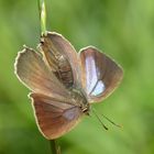 Blauer Eichenzipfelfalter (Favonius quercus) 