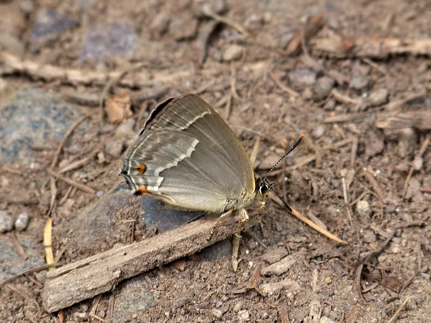 blauer Eichenzipfelfalter II