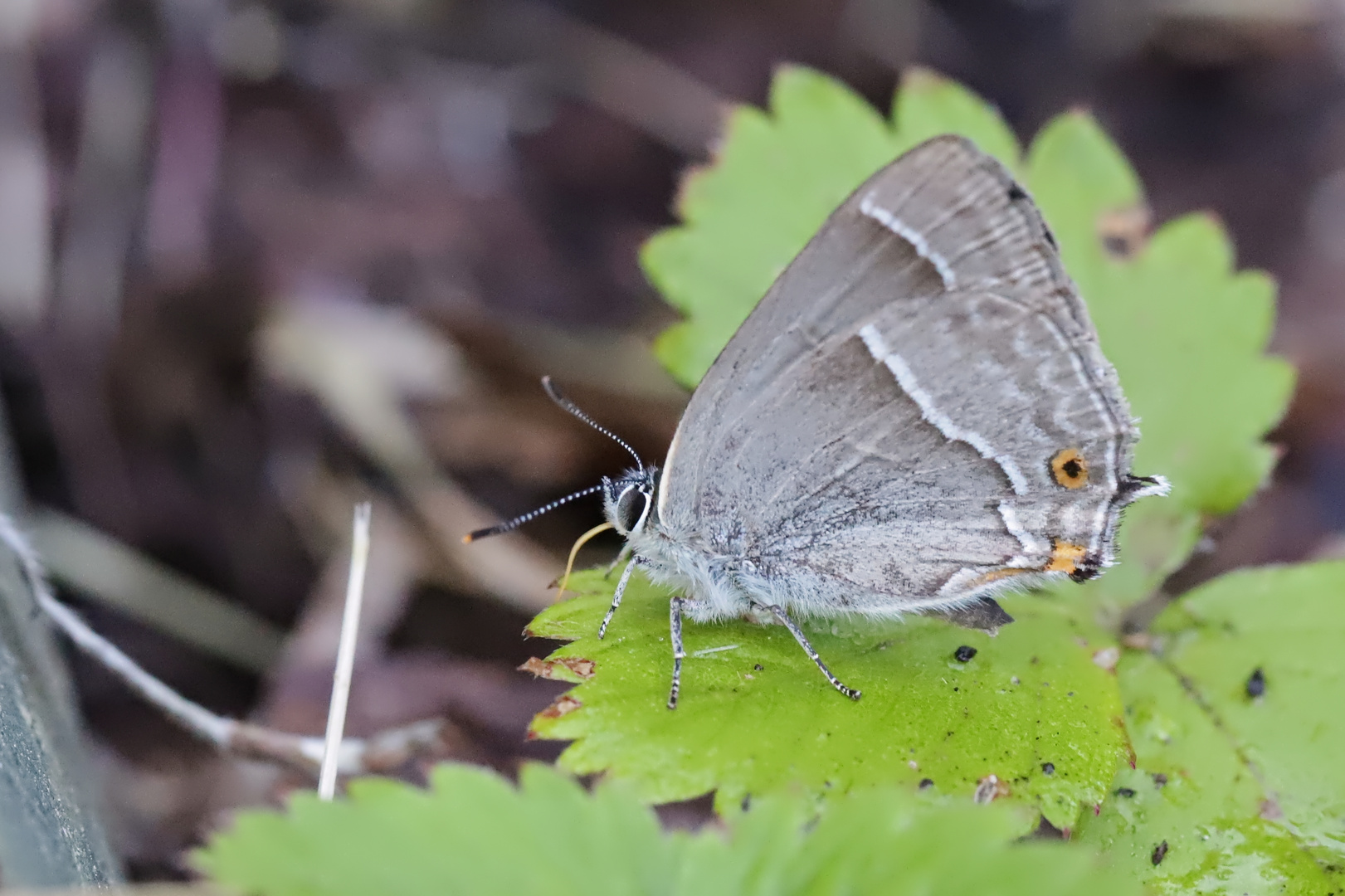 Blauer Eichenzipfelfalter, Neozephyrus quercus (2018_06_29_EOS 6D Mark II_4938_ji)