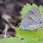 Blauer Eichenzipfelfalter, Neozephyrus quercus (2018_06_29_EOS 6D Mark II_4938_ji)