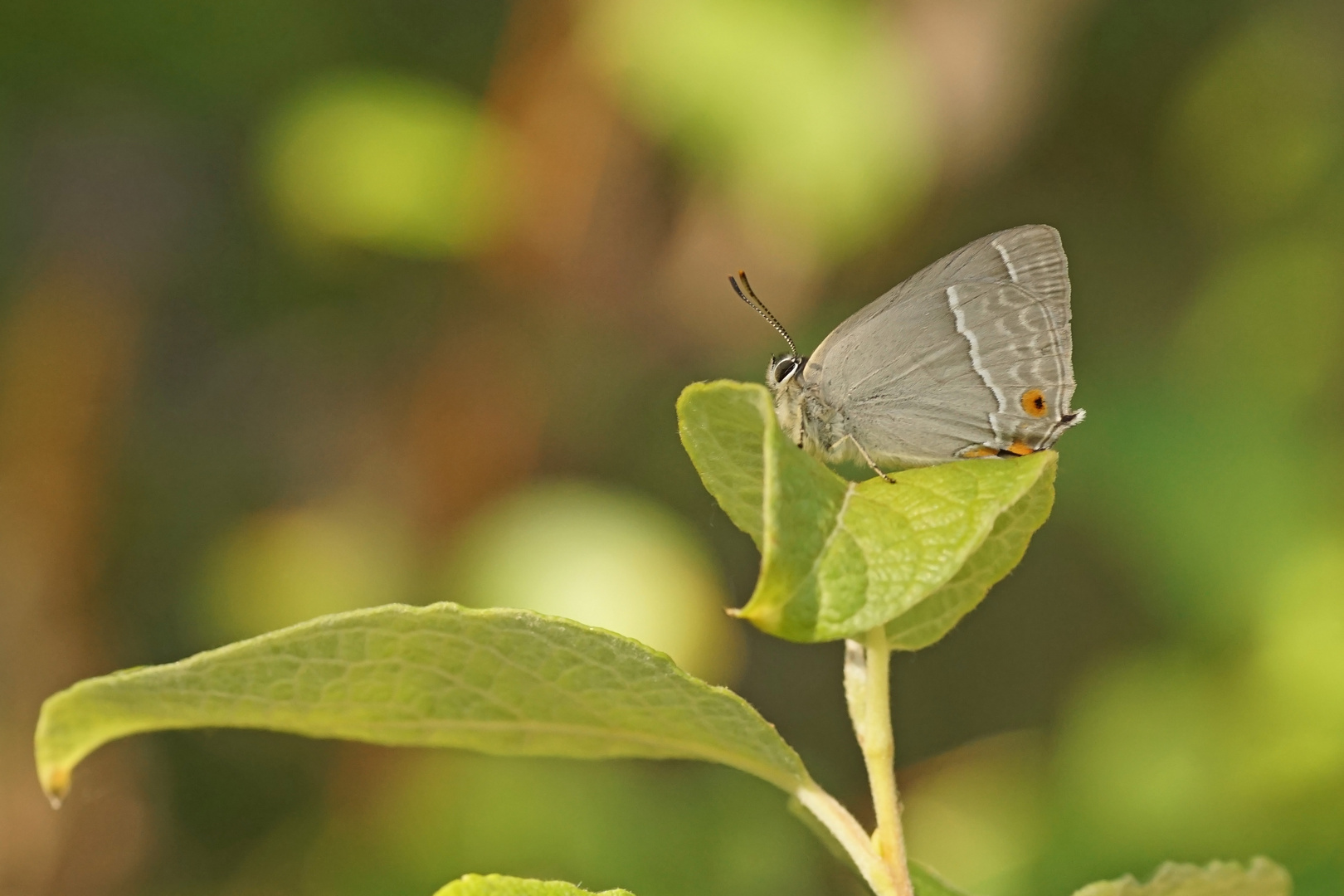 Blauer Eichenzipfelfalter (Neozephyrus quercus)