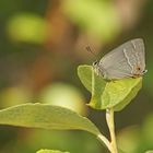 Blauer Eichenzipfelfalter (Neozephyrus quercus)