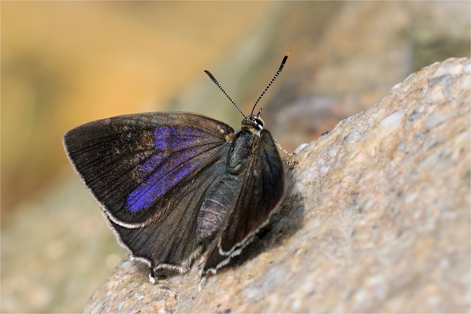 Blauer Eichenzipfelfalter - Neozephyrus quercus - 