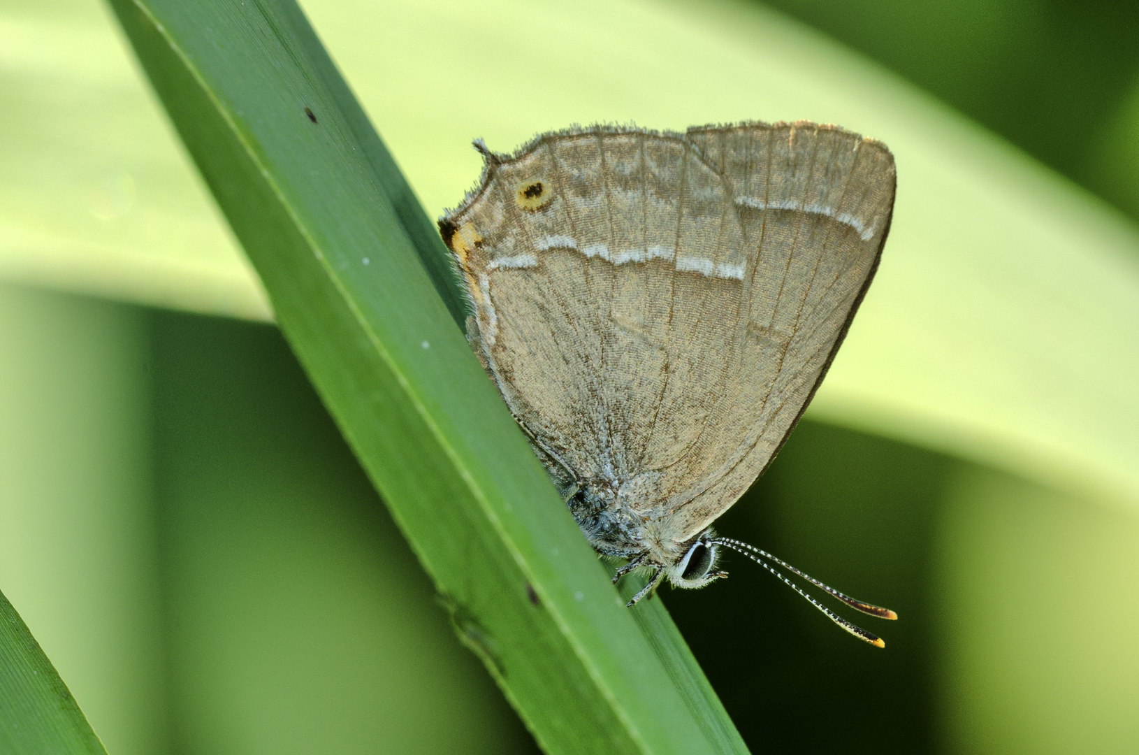 Blauer Eichenzipfelfalter (Neozephyrus quercus)