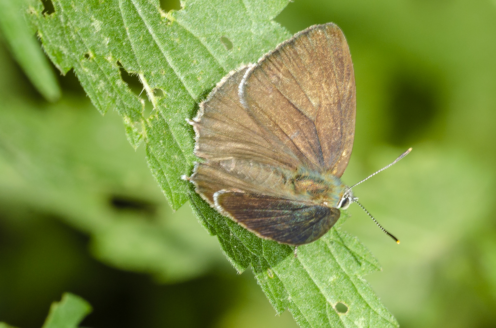 Blauer eichenzipfelfalter (Neozephyrus quercus)