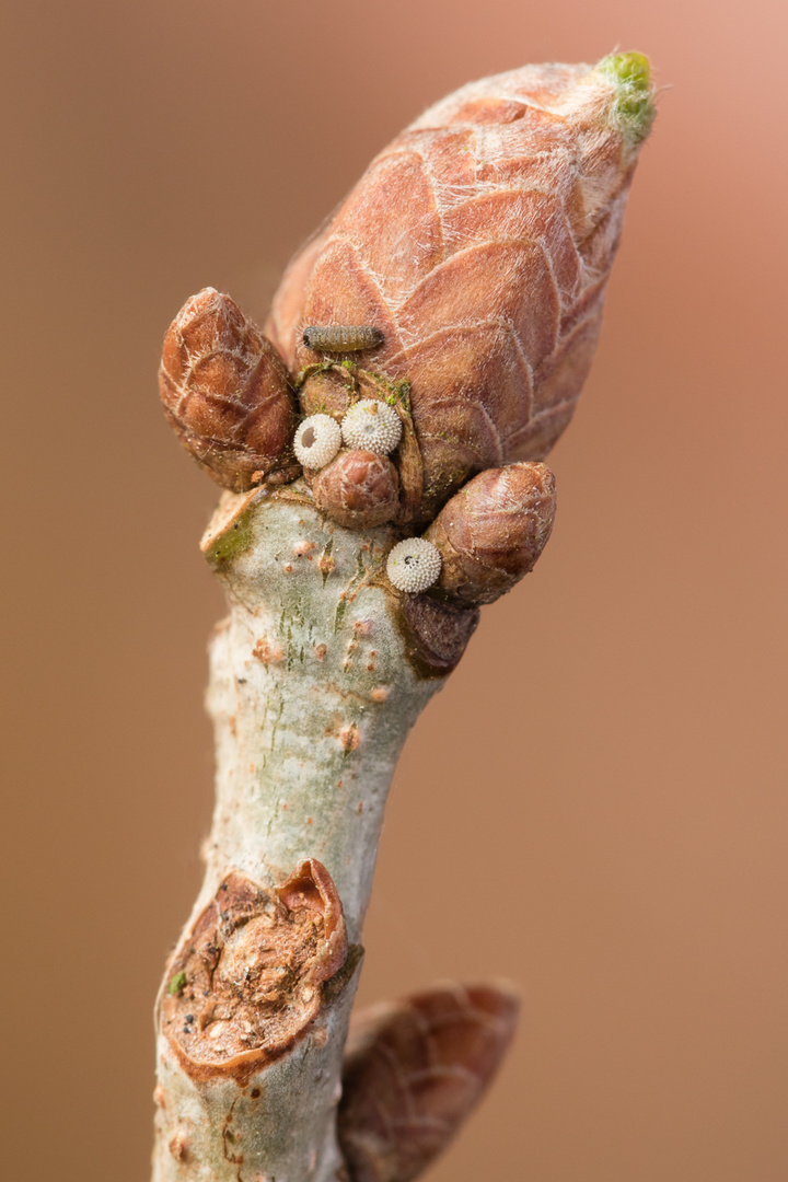 Blauer Eichenzipfelfalter (Neozephyrus quercus) Eier