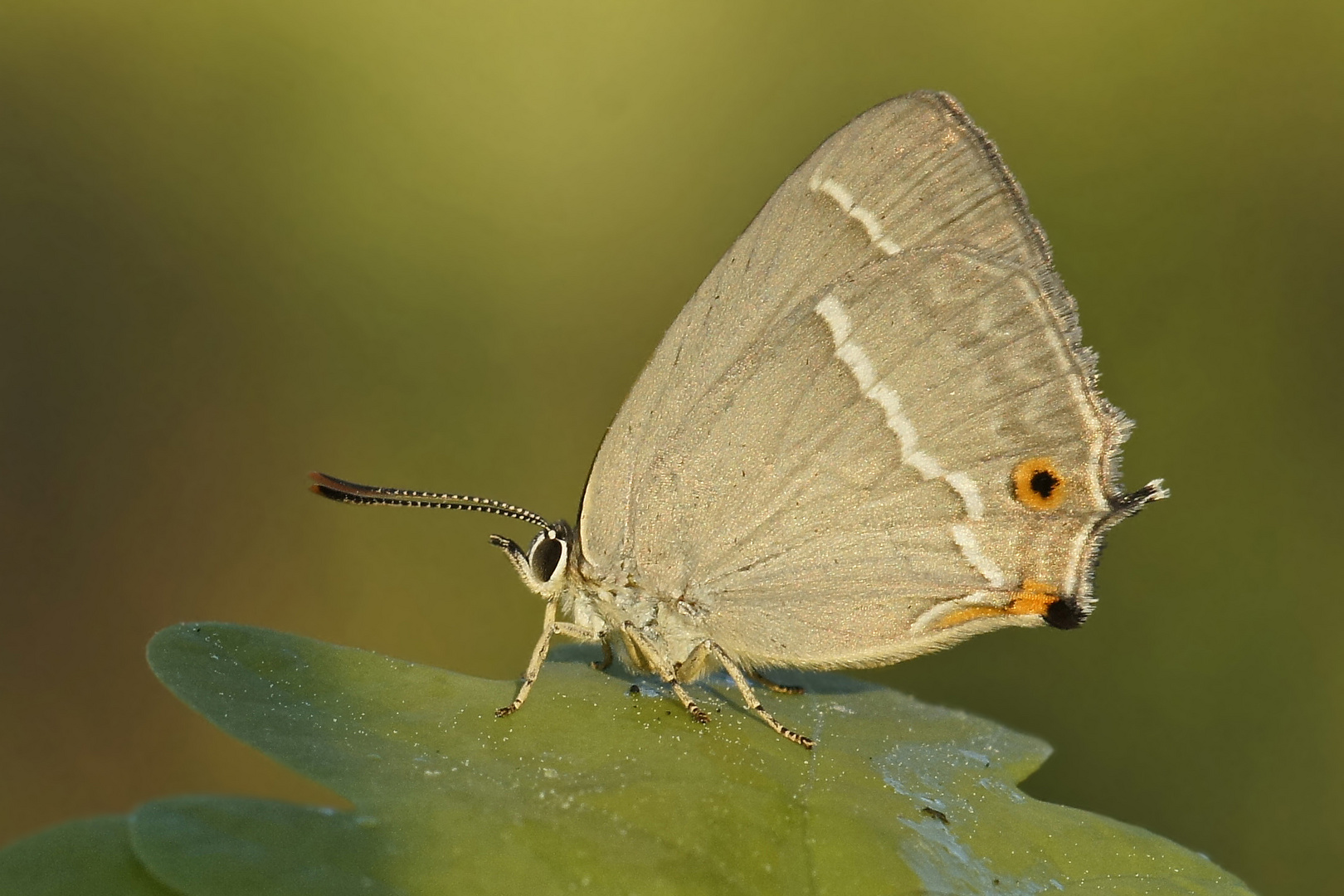 Blauer Eichenzipfelfalter (Neozephyrus quercus), Weibchen US