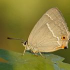 Blauer Eichenzipfelfalter (Neozephyrus quercus), Weibchen US