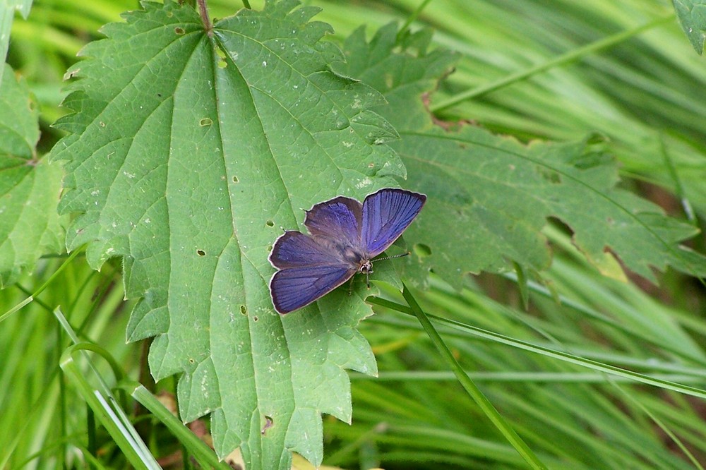 Blauer Eichenzipfelfalter (Neozephyrus quercus),Männchen