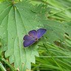 Blauer Eichenzipfelfalter (Neozephyrus quercus),Männchen