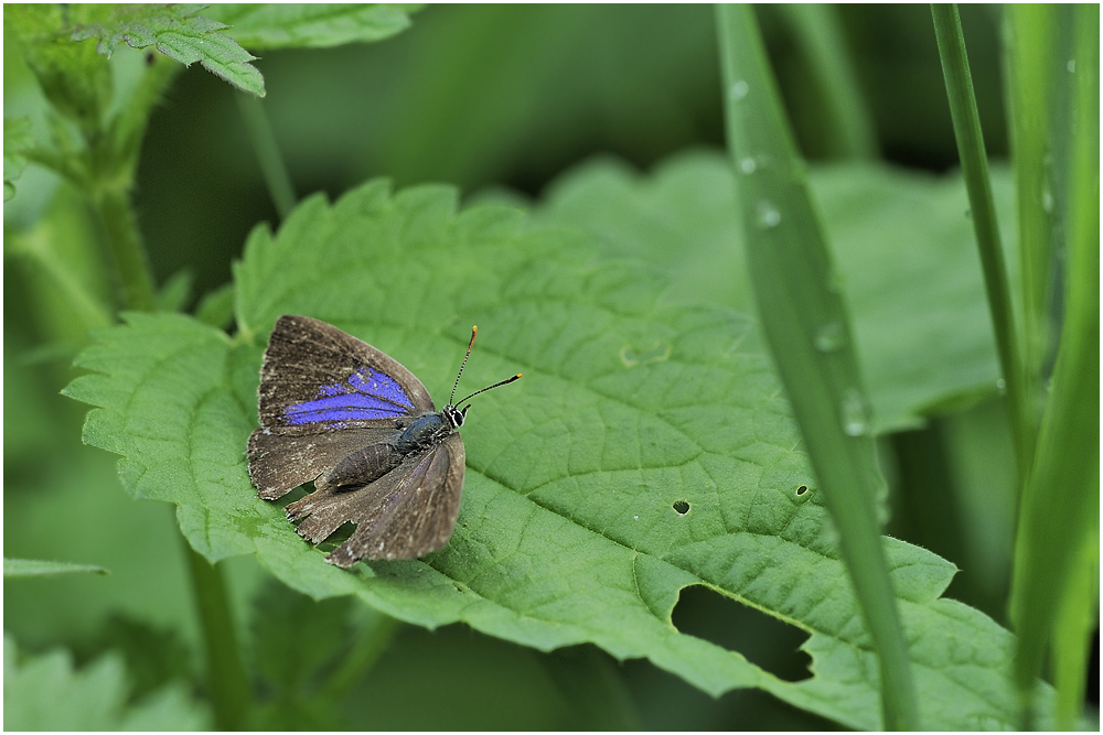 Blauer Eichenzipfelfalter (Neozphyrus quercus)