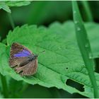 Blauer Eichenzipfelfalter (Neozphyrus quercus)