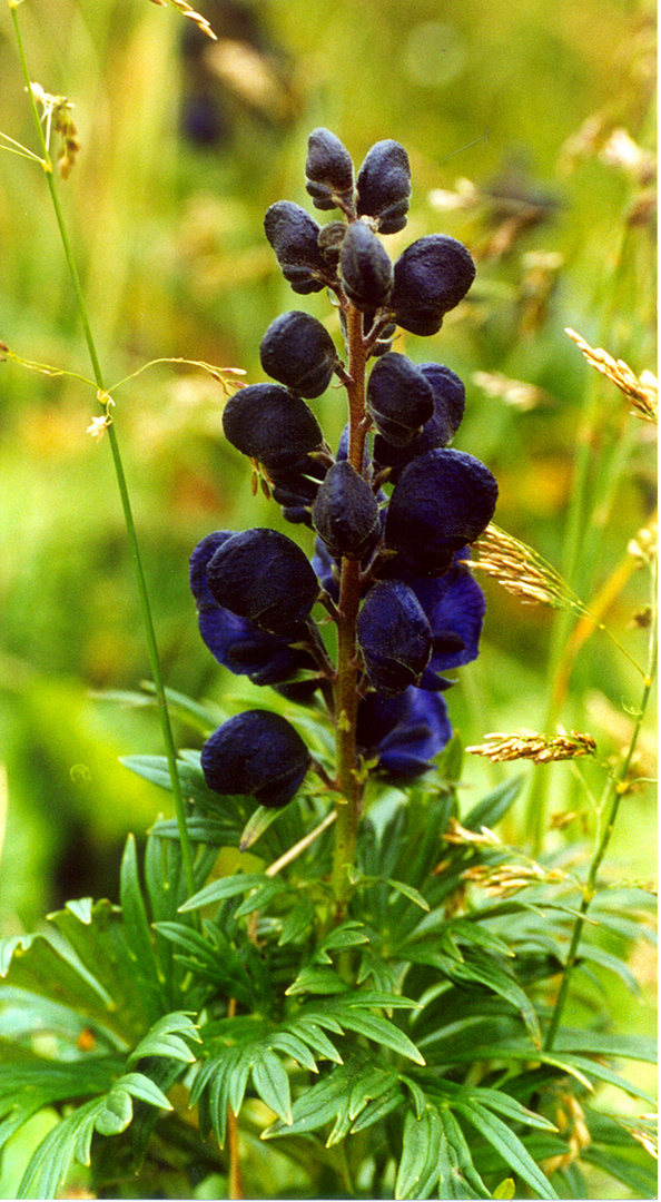 Blauer Eisehnut