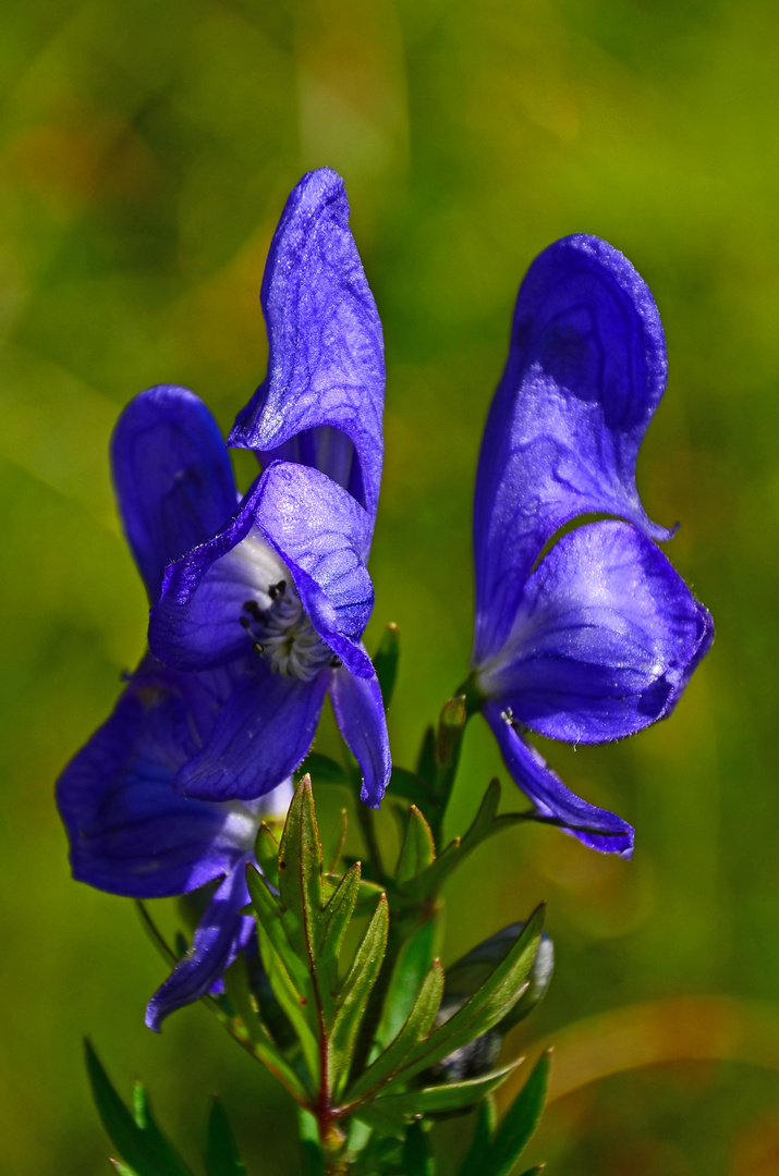 Blauer Eisenhut