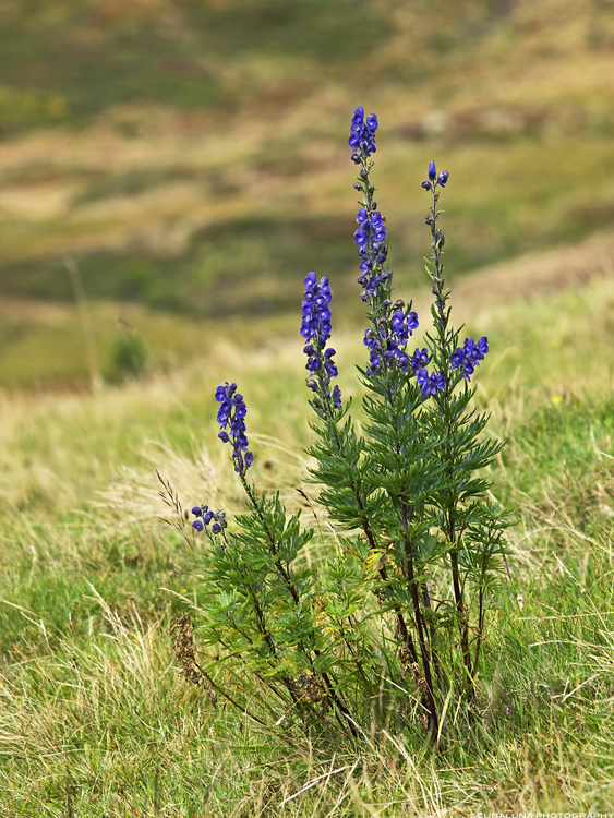 Blauer Eisenhut