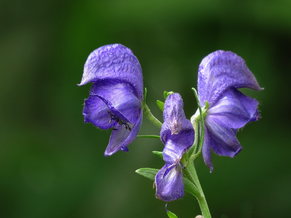 Blauer Eisenhut