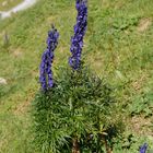 Blauer Eisenhut / Aconitum napellus