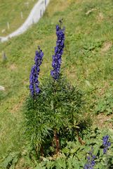 Blauer Eisenhut / Aconitum napellus