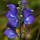 Blauer Eisenhut (Aconitum napellus)