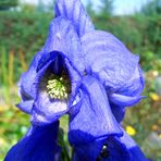 Blauer Eisenhut - Aconitum napellus