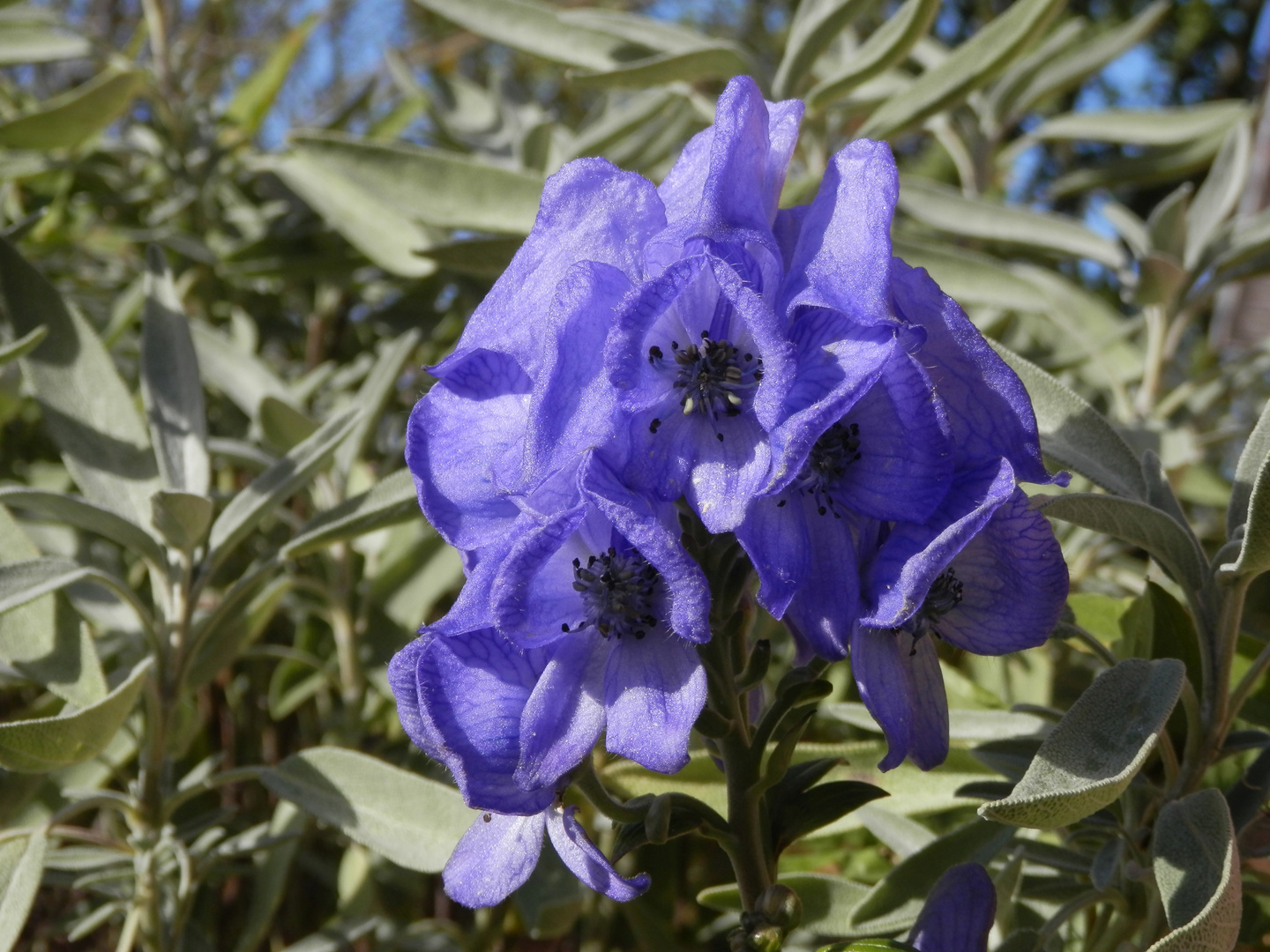 Blauer Eisenhut (Aconitum napellus) - schön, aber sehr giftig!