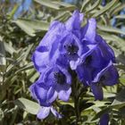 Blauer Eisenhut (Aconitum napellus) - schön, aber sehr giftig!