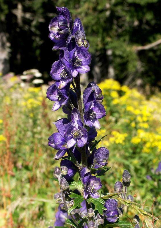 Blauer Eisenhut