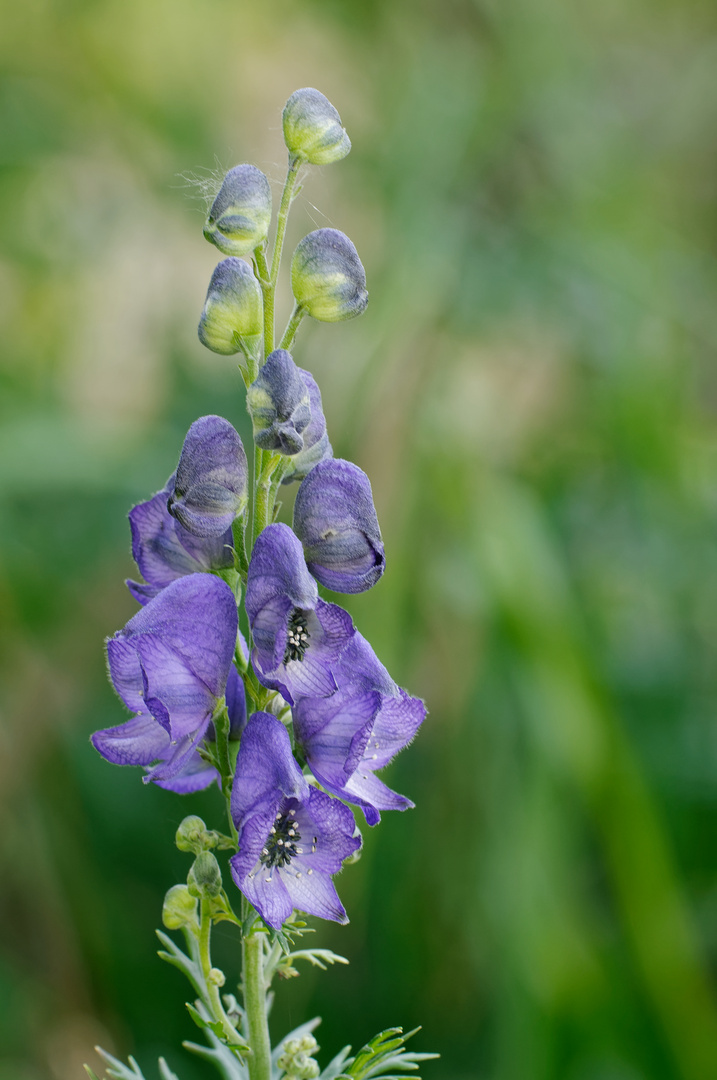 Blauer Eisenhut