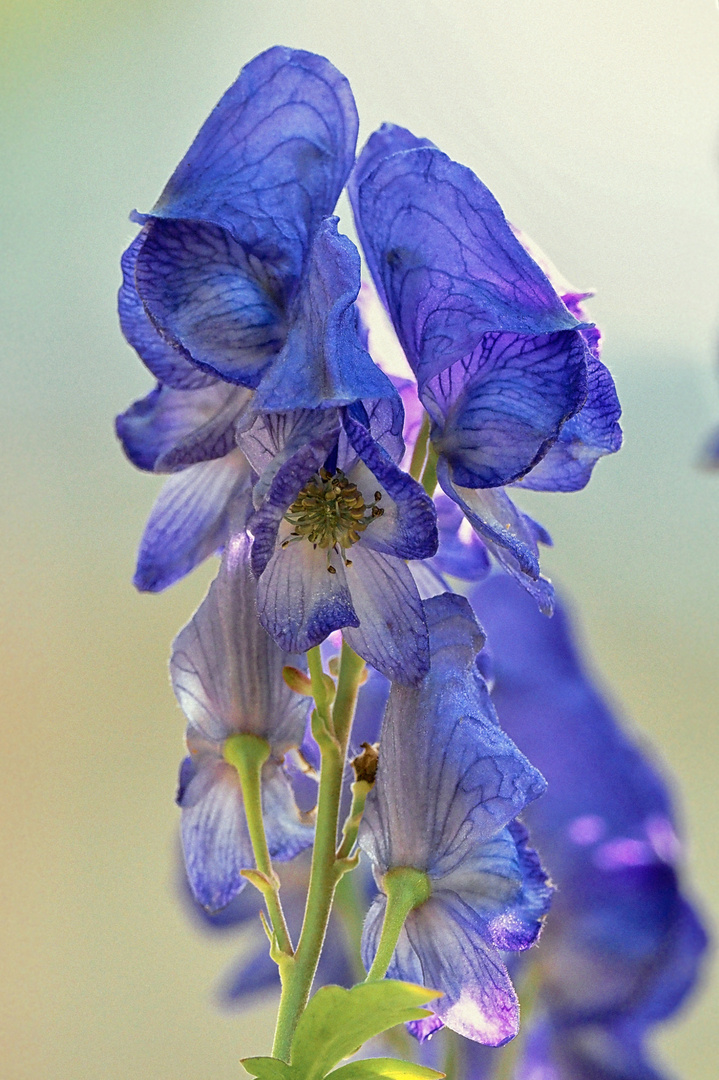 Blauer Eisenhut