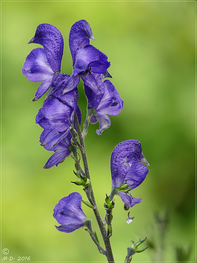 ° Blauer Eisenhut °