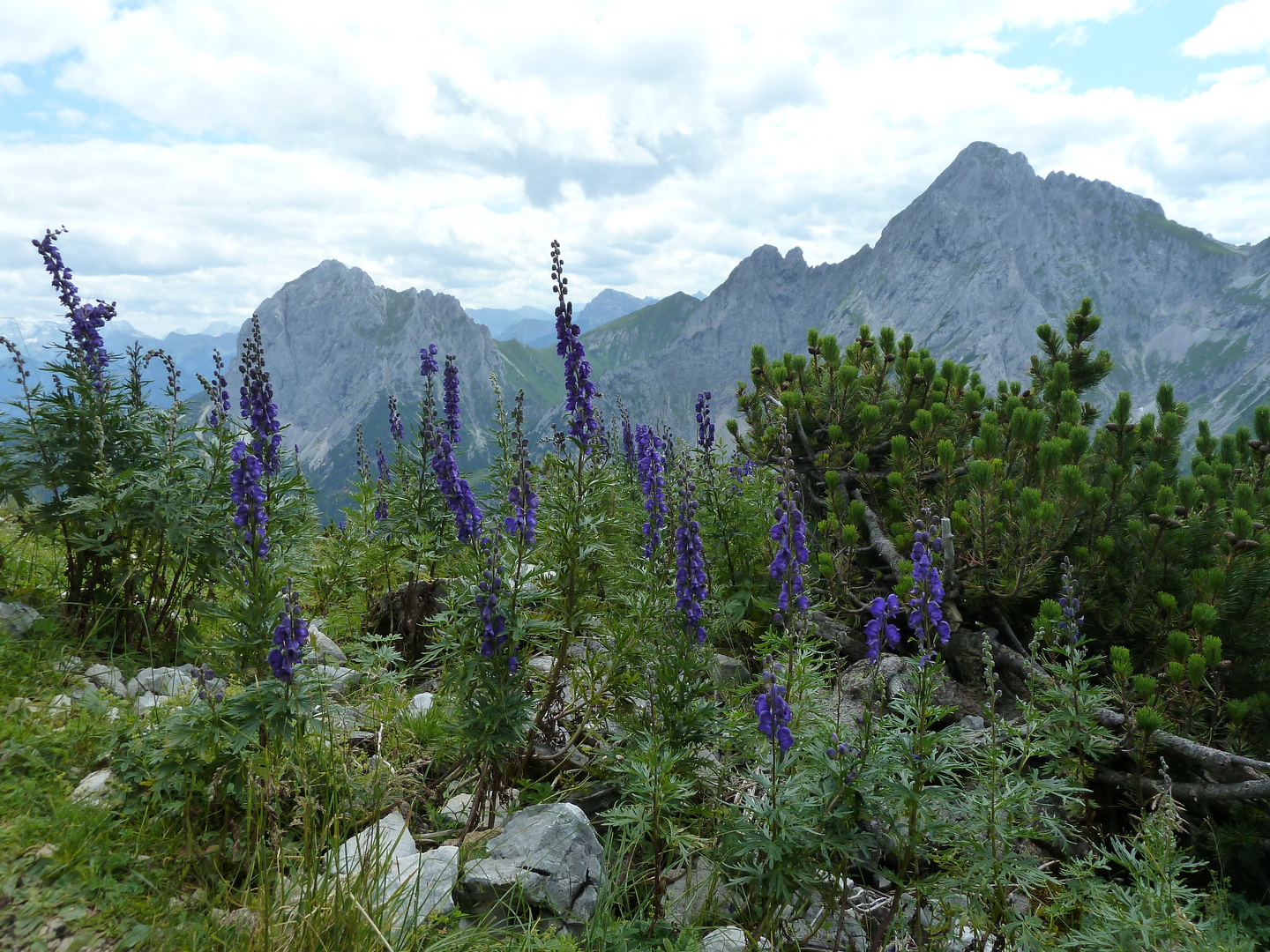 Blauer Eisenhut