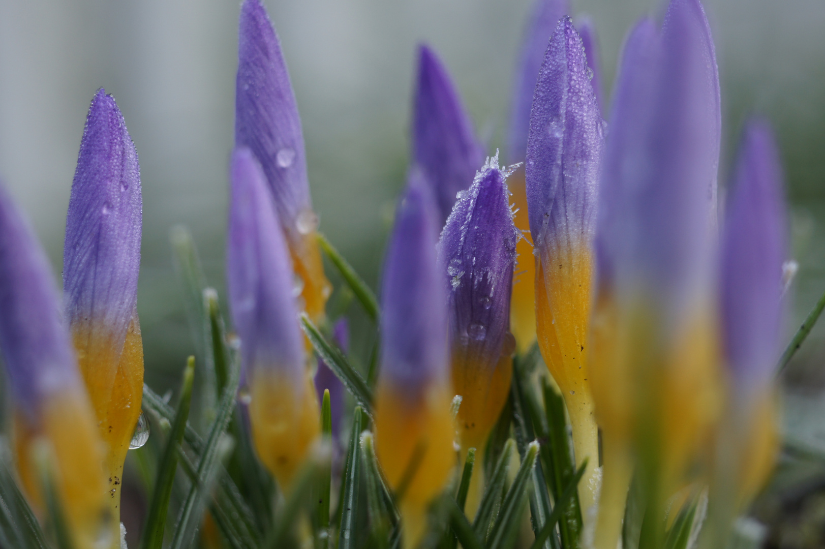 Blauer "Eiskrokus"