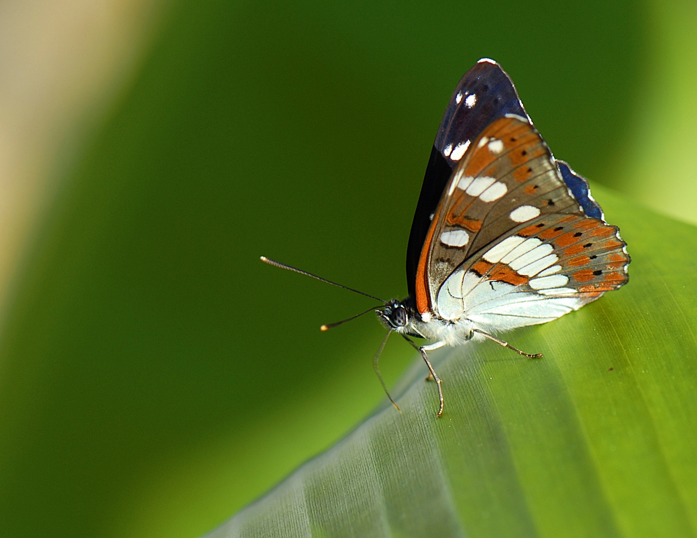 Blauer Eisvogel