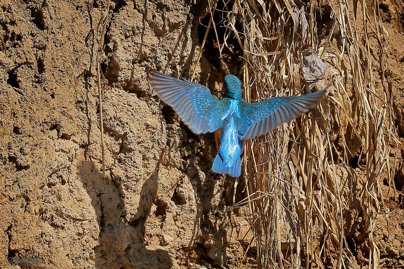 Blauer Engel ... Foto &amp; Bild | natur, tiere, vögel Bilder auf fotocommunity