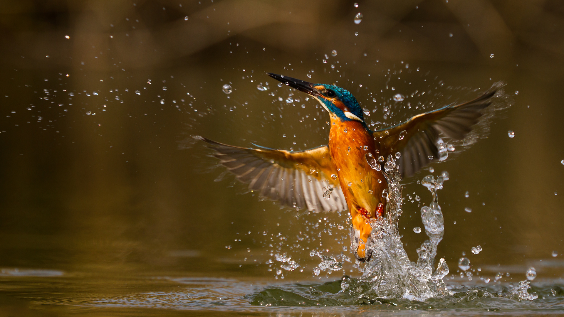 Blauer Engel Foto &amp; Bild | vögel, wildlife, natur Bilder auf fotocommunity