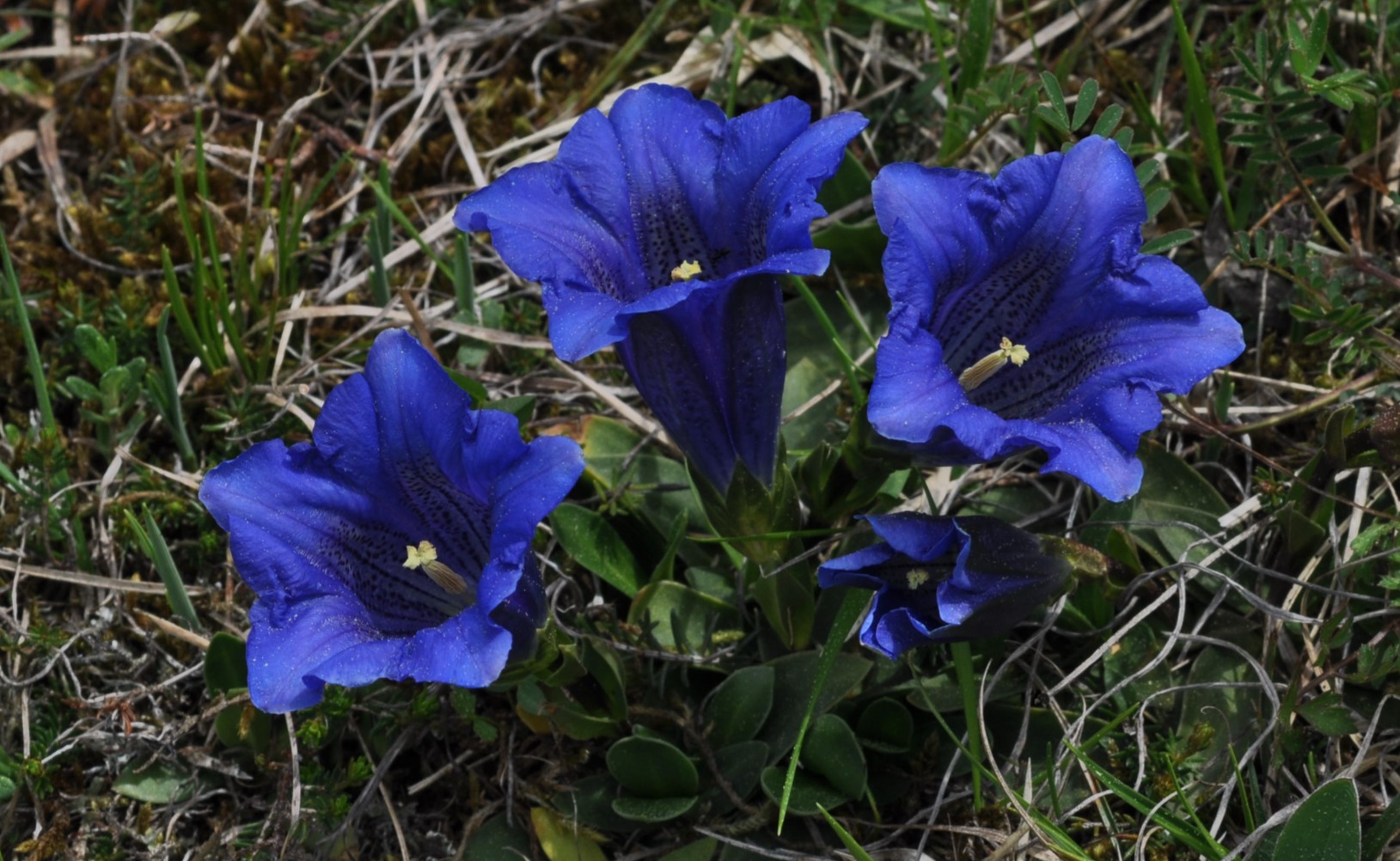 Blauer Enzian Foto & Bild | frühling, blumen, bayern Bilder auf