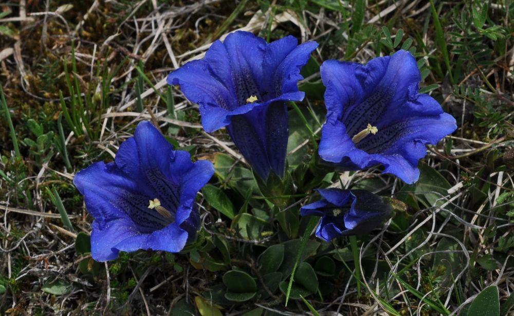 Blauer Enzian Foto & Bild frühling, blumen, bayern Bilder auf