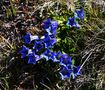 Blauer Enzian von Kosche Günther 