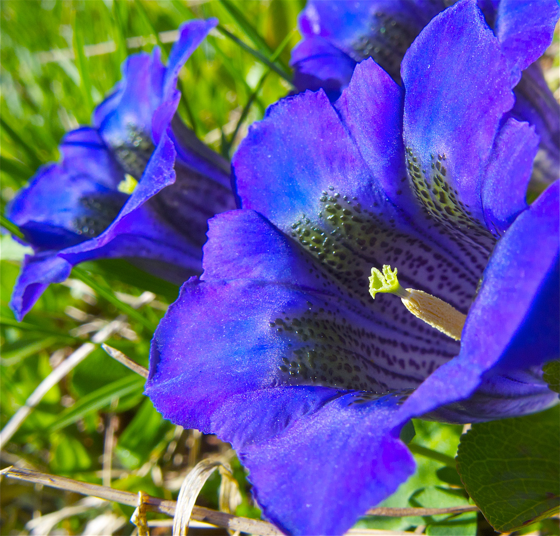 Blauer Enzian Foto & Bild | pflanzen, pilze & flechten, blüten