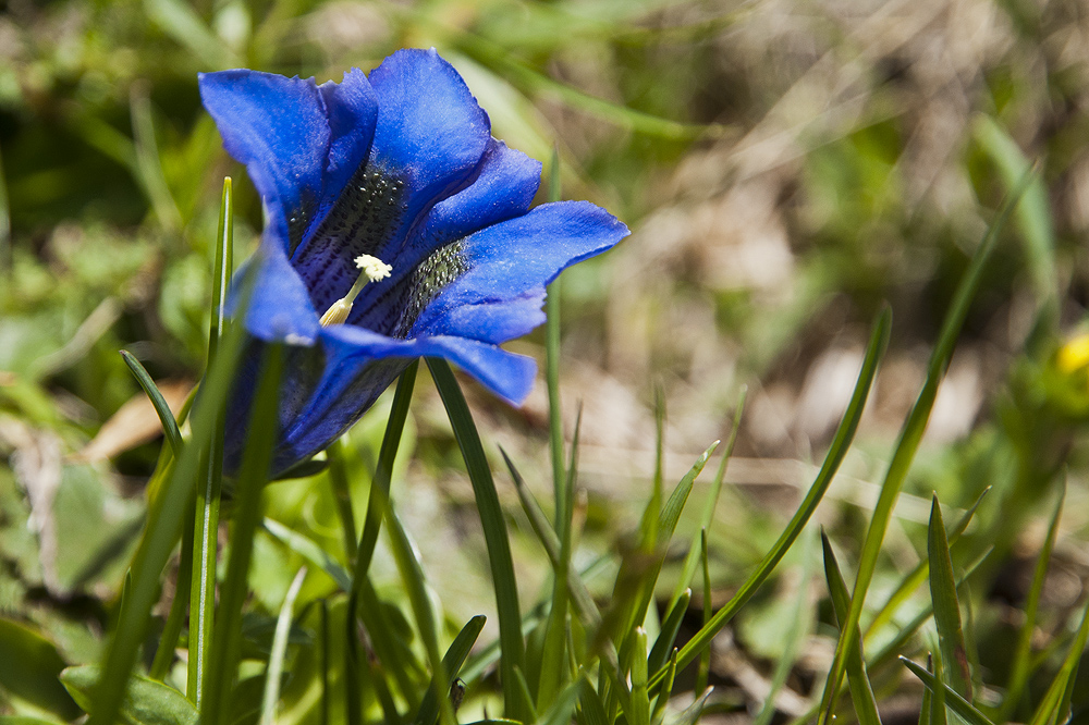 Blauer Enzian