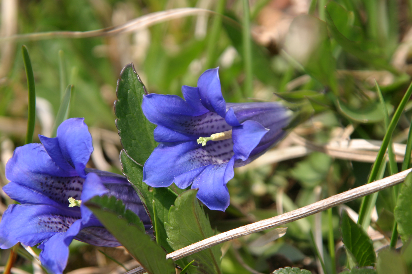 Blauer Enzian im National Park Berchtesgadenerland