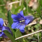 Blauer Enzian im National Park Berchtesgadenerland