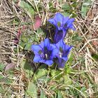 Blauer Enzian in Tratza, Graubünden