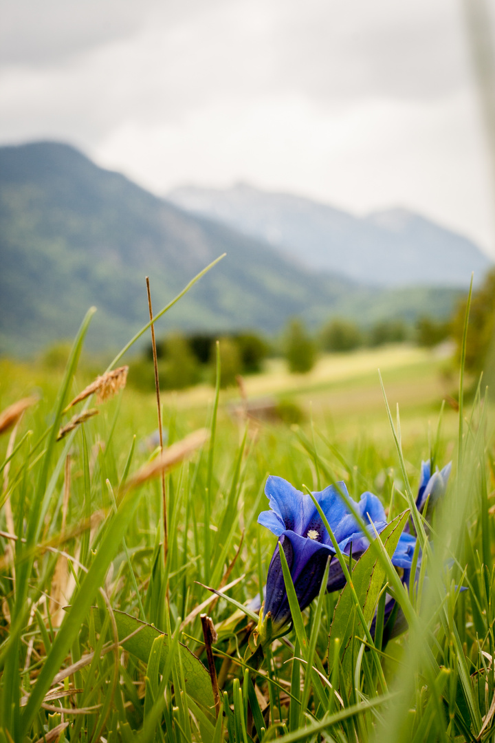 Blauer Enzian vor Bayrischen Alpen