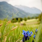 Blauer Enzian vor Bayrischen Alpen
