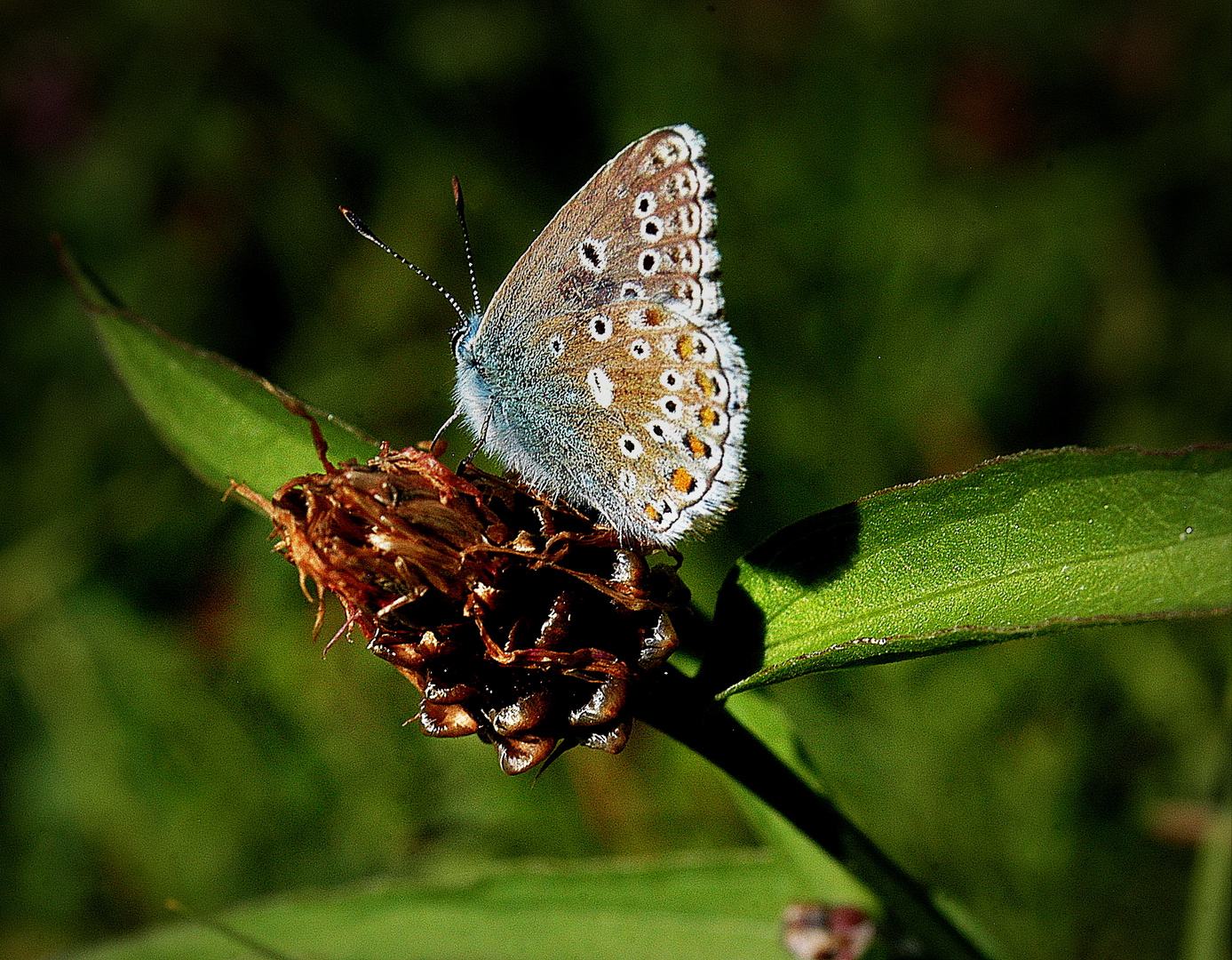 Blauer Erfolg