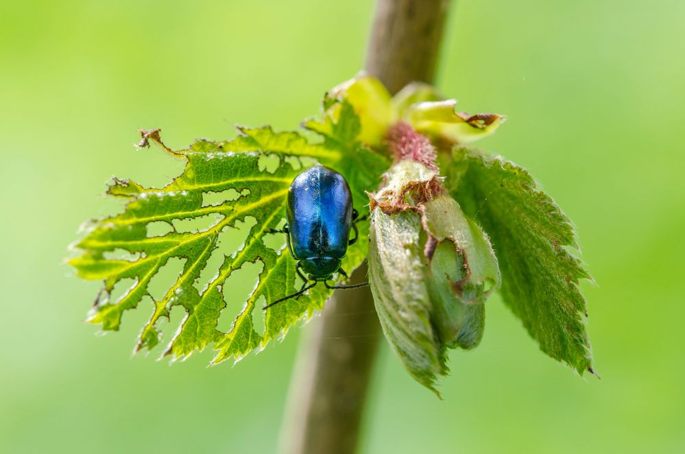 Blauer Erlenblattkäfer 1