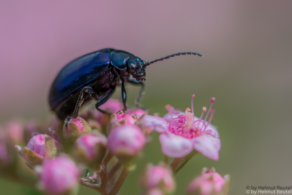 Blauer Erlenblattkäfer