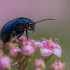 Blauer Erlenblattkäfer